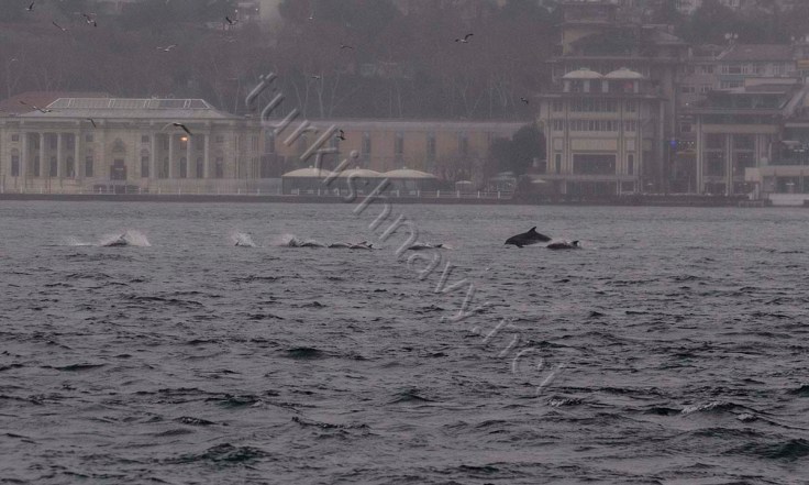 A school of Dolphins enjoying their freedom of navigation in Bosphorus. Their nationalities was not identified.